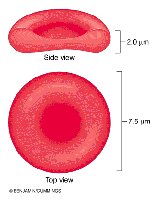 Erythrocyte structure: biconcave disc
