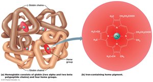 Hemoglobin structure: globin chains and heme group