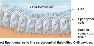 Ependymal cells lining fluid-filled cavity