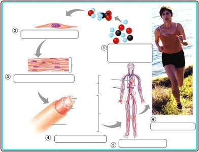 Structural hierarchy of the human body