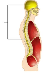 Dorsal body cavity