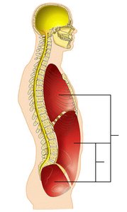 Ventral body cavity