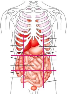 Abdominopelvic regions labeled on organs