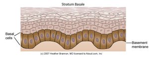 Stratum basale showing basal cells and basement membrane