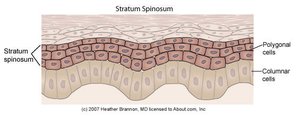 Stratum spinosum with polygonal and columnar cells