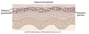 Stratum granulosum with basophilic granules
