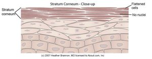 Stratum corneum close-up showing flattened cells without nuclei