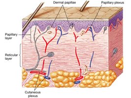 Dermis showing papillary and reticular layers