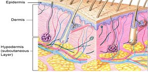 Diagram showing the epidermis, dermis, and hypodermis (subcutaneous layer)