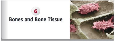 Bones and Bone Tissue chapter heading with SEM of osteoclasts