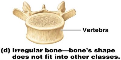 Irregular bone (vertebra)