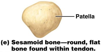 Sesamoid bone (patella)