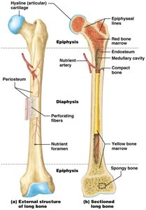 Structure of a long bone