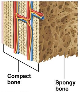 Compact and spongy bone structure