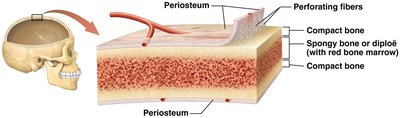 Effect of removing organic or inorganic matrix from bone