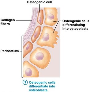 Osteogenic cells, osteoblasts, and osteocytes