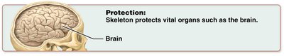 Skeleton protects the brain