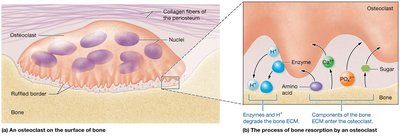 Osteons and lamellae in compact bone