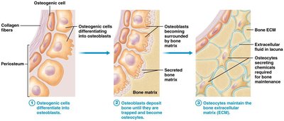 Detailed structure of compact bone and osteons