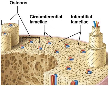 Structure of spongy bone