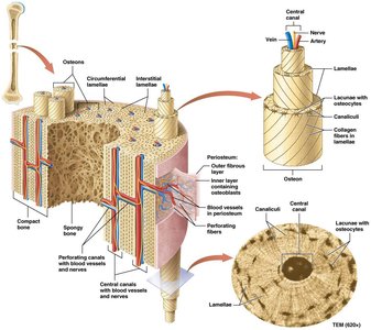 Fetal skeleton showing intramembranous and endochondral bone formation