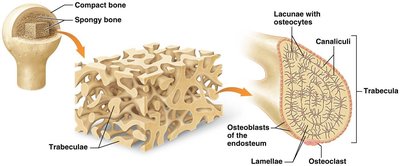 Steps of intramembranous ossification