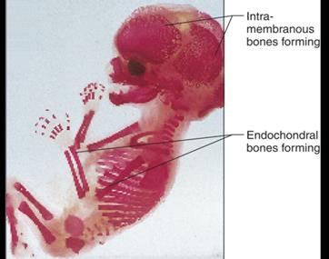 Formation of spongy and compact bone in intramembranous ossification