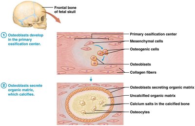 Early stages of endochondral ossification
