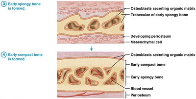 Development of bone collar and calcification in endochondral ossification
