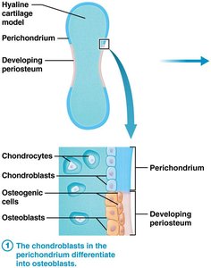 Formation of primary and secondary ossification centers