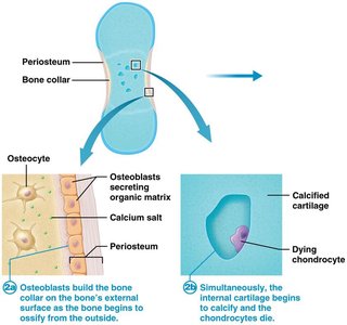 Cartilage is replaced by bone in endochondral ossification