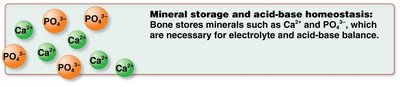Bone stores minerals such as Ca2+ and PO43-