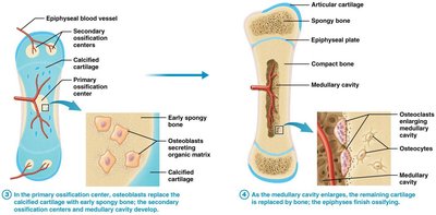 Cartilage remains at epiphyseal plate and articular ends