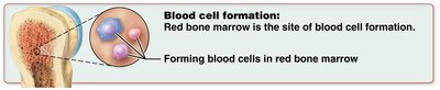 Red bone marrow is the site of blood cell formation