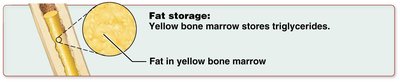 Yellow bone marrow stores triglycerides