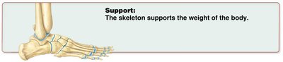 The skeleton supports the weight of the body