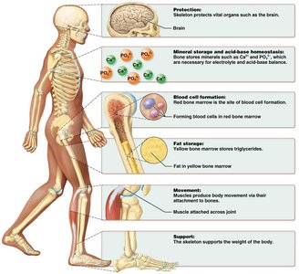 Summary diagram of skeletal system functions