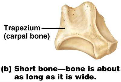 Short bone (trapezium, carpal bone)