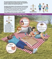 Parasympathetic division during rest and digest
