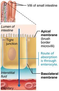 Diagram showing the route of absorption through enterocyte in the small intestine