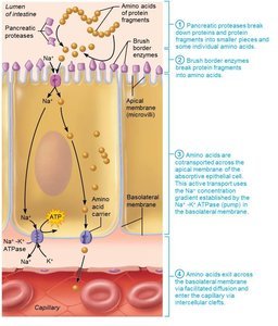 Stepwise protein absorption (full process)