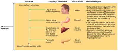 Table summarizing fat digestion: enzymes, sites, and absorption pathways