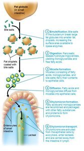 Chylomicron transport into lacteals