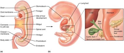 Embryonic development of the digestive system