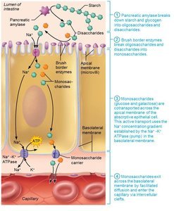 Mechanism of carbohydrate absorption (detailed)