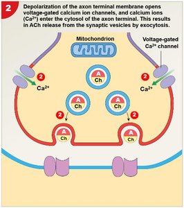 Ca2+ influx and neurotransmitter release