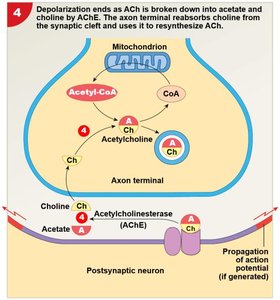 ACh breakdown, choline reuptake, propagation of AP