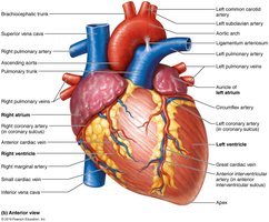 Gross anatomy of the heart, anterior view