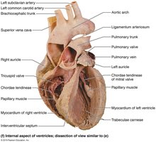 Gross anatomy of the heart, posterior view