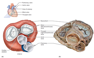 Heart valves, frontal section